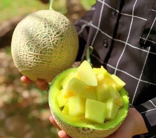 娱乐吃瓜壁纸图片大全,吃瓜壁纸大盘点