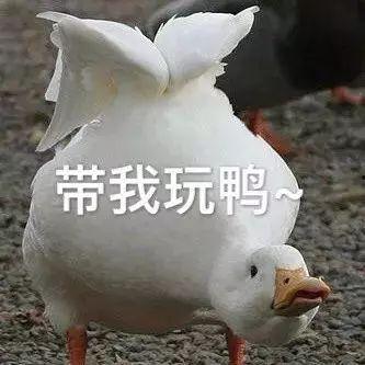 娱乐吃瓜鸭鸭鸭,鸭鸭鸭带你领略娱乐圈风云变幻